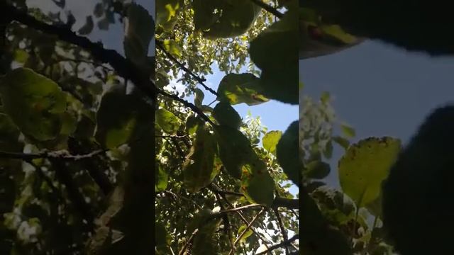 Как бороться с ржавчиной на листьях яблони и груши... смотреть онлайн