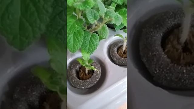 Гибрид Маленькая звезда в чудогрядке смотреть онлайн