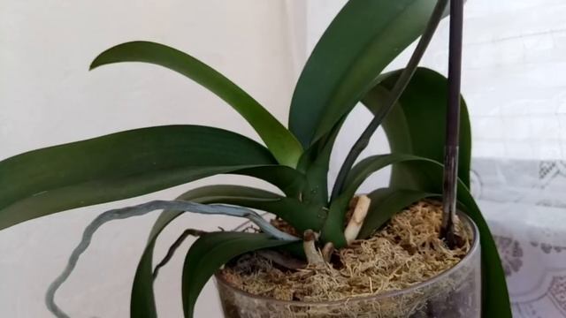 Орхидея в закрытой системе теряла тургор ..Моя ошибка в уходе . смотреть онлайн