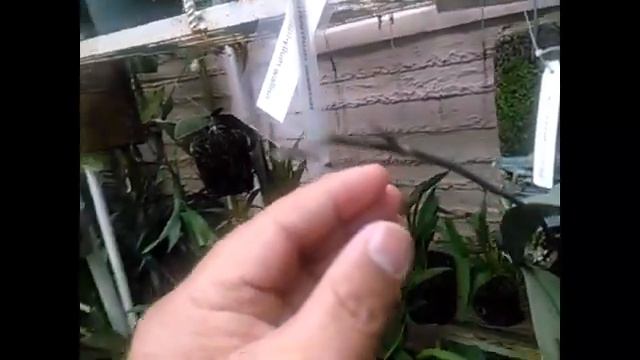 FEATURED ORCHIDS | BULBOPHYLLUM FLABELLUM, DENDROBIUM CHANTABOON SUNRISE, PHALAENOPSIS APHRODITE смотреть онлайн