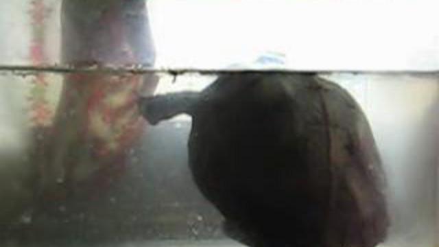 Водяная черепаха. Кормежка.