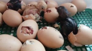 ✔Купить инкубационное яйцо кур и уток  можно у нас//Лососевые-Загорские,домашние мясояичные куры