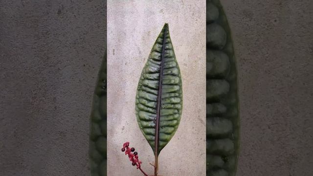 Labisia Plants, Skin Crocodile/Crocodile Tails