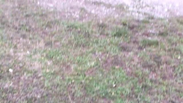 злые и очень смешные щенята))))) funny dogs)) смотреть онлайн