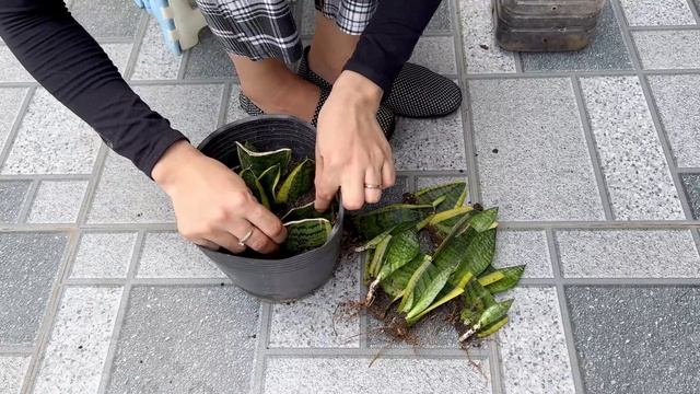 With just one leaf, you can create many new snake plants in this way смотреть онлайн