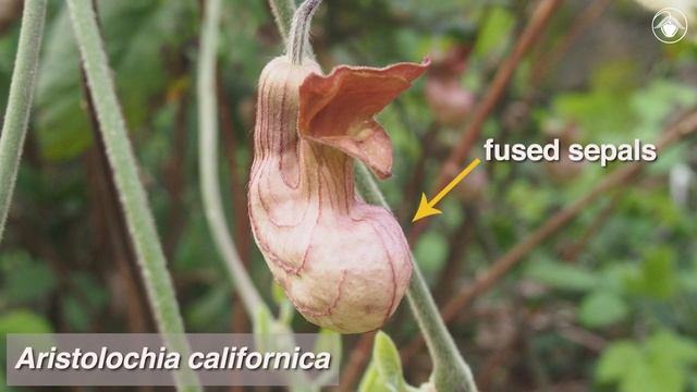 Aristolochia Californica (California Pipevine)