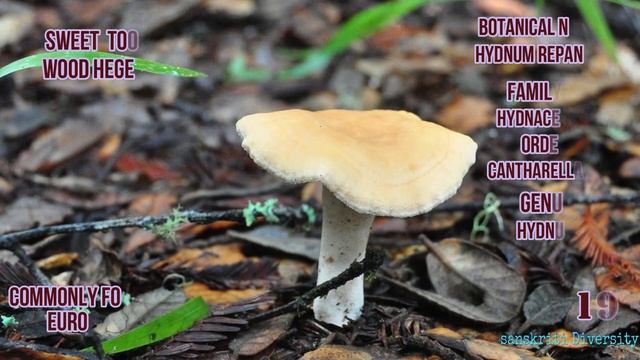 35 types of mushrooms ( fungus ) смотреть онлайн