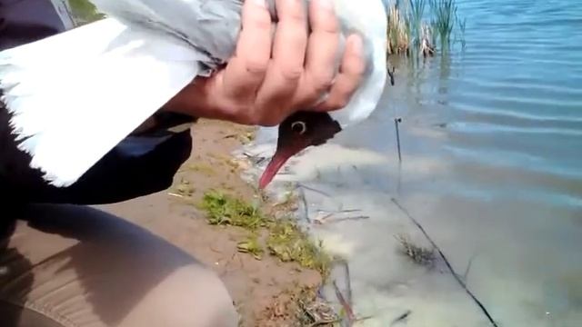 Рупасово, Мытищи, рыбалка. Чайка смотреть онлайн