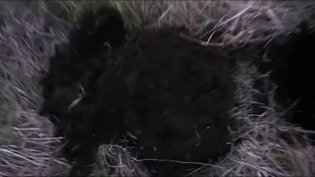 День Сибири 1 часть смотреть онлайн