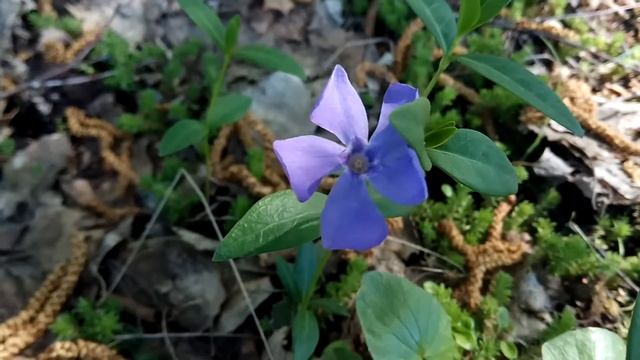 БАРВИНОК цветет, видео: весна 2018 смотреть онлайн