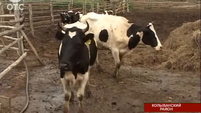 Телячьи нежности: в Колыванском районе проходят соревнования доярок смотреть онлайн