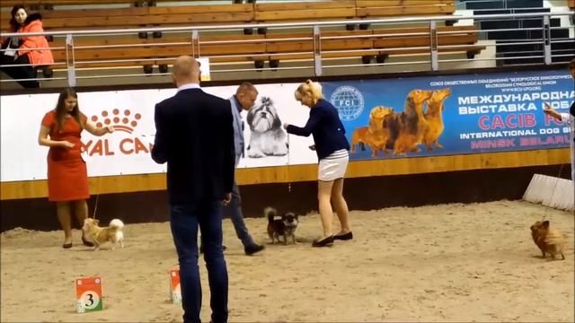 CACIB belarus 26112017 смотреть онлайн