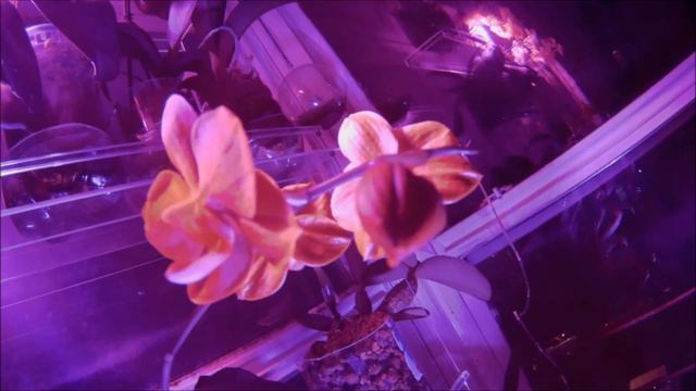 Time Lapse Sogo Lawrence x Tying Shin Golden Ring смотреть онлайн
