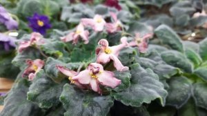 Лучшее средство от клещей и трипсов. ОБЕРОН РАПИД для фиалок.