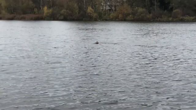 Закалка против проблем и вирусов при температуре воздуха +3 смотреть онлайн