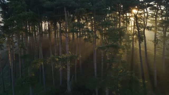 История взбудоражила весь мир! Вот что сделал бык с девушкой в лесу! смотреть онлайн