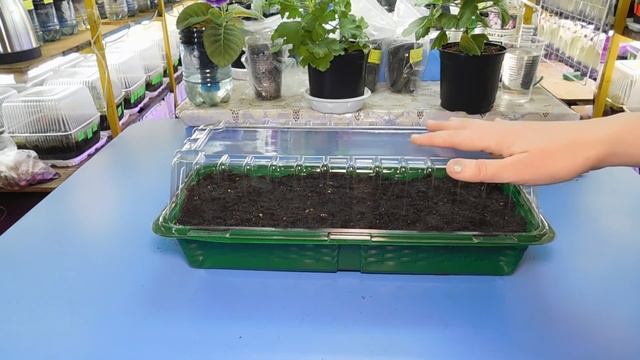 ?СУПЕР ПРОСТО ! ПЕРЕЦ БЕЗ ПИКИРОВКИ ! Как вырастить рассаду без пикировки? ? смотреть онлайн