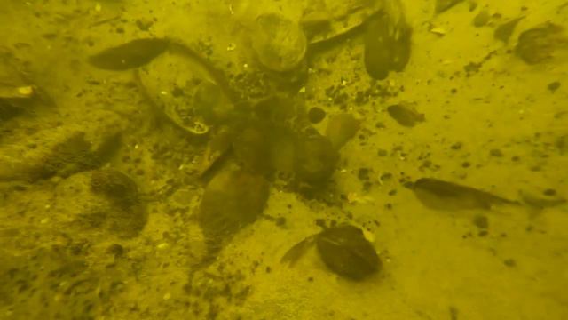 Что можно увидеть под водой во время речного дайвинга смотреть онлайн