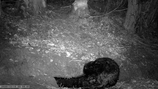 ЧТО СНЯЛА КАМЕРА НОЧЬЮ НА РЕКЕ смотреть онлайн