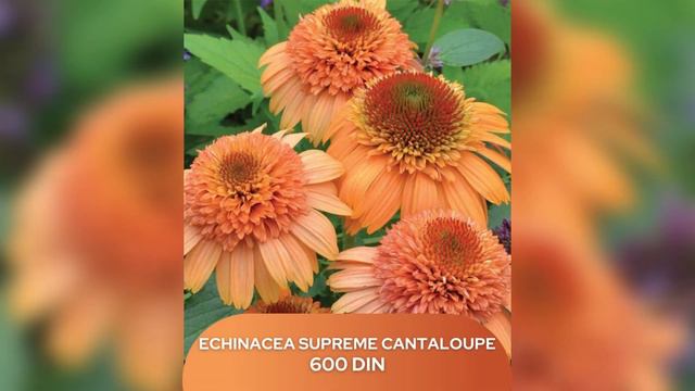 Ehinacea | Flora Shop смотреть онлайн