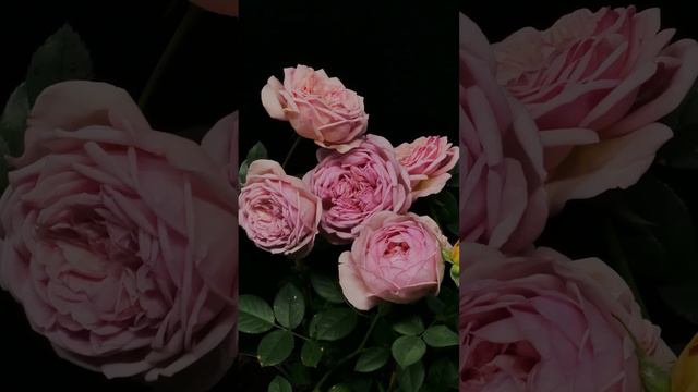 Как распускается роза Амелия Ренессанс - Amelia Renaissance (Olesen Дания, 2002) смотреть онлайн