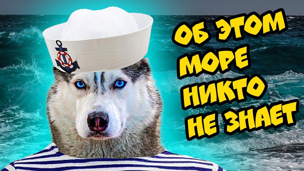 ПОЕЗДКА НА СЕКРЕТНОЕ МОРЕ!! (Хаски Бандит) Говорящая собака смотреть онлайн