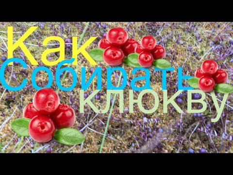 Клюква cranberry смотреть онлайн