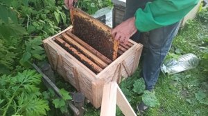 Как найти матку в улье. Поиск пчелиной матки в улье по расплоду