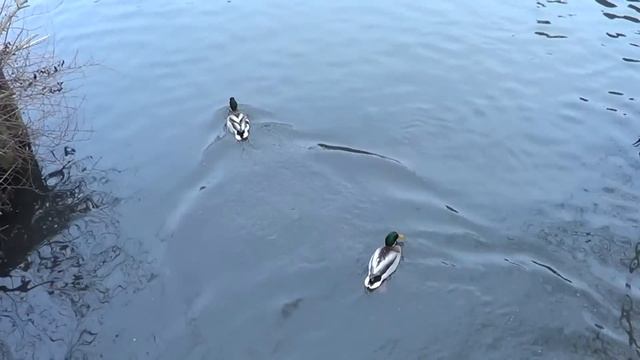 Sony HDR-CX220E Enten tauchen смотреть онлайн