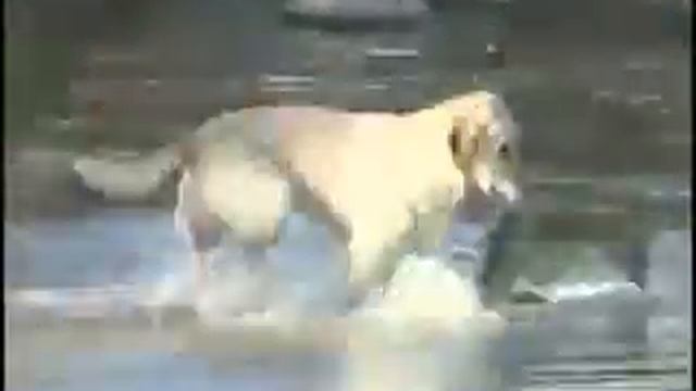 Пёс ловит рыбу , Dog fishing смотреть онлайн