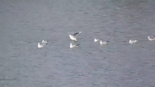 Утки и чайки в холодную ветреную погоду. Ducks and gulls in autumn смотреть онлайн