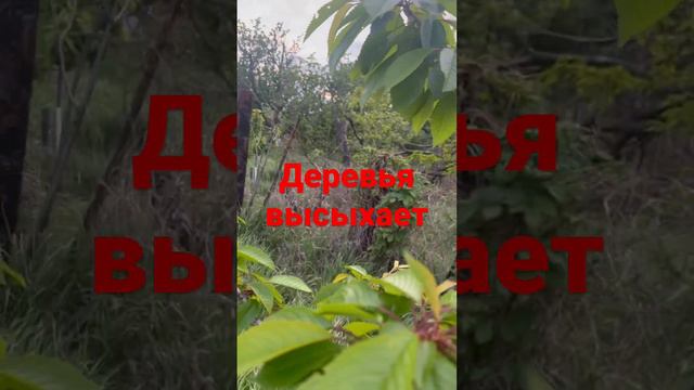 Деревья высыхает смотреть онлайн