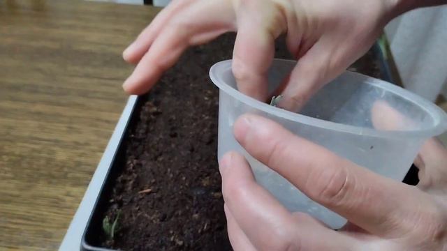 Черенкуем лаванду. Как и когда. смотреть онлайн