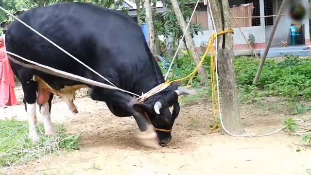 এবারের ঈদে বাংলাদেশের সবচেয়ে বড় ৫টি গরু! Biggest Qurbani bulls- 01 смотреть онлайн