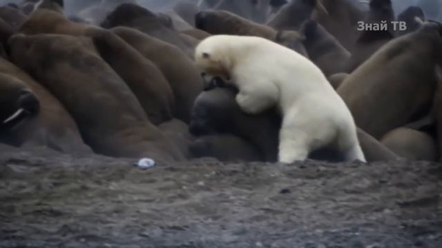 МОРЖ - Двухтонное ластоногое с бронированной кожей и огромными бивнями! смотреть онлайн