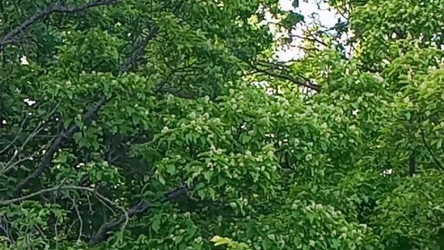 АКАЦИЯ ,Черноклён, Подсолнух. 28 мая 2022 года. смотреть онлайн