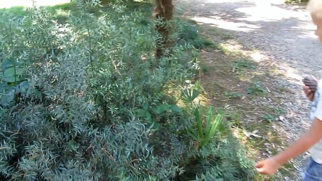 Абхазия Сухум Ботанический сад Отдых на море Путешествия с детьми смотреть онлайн