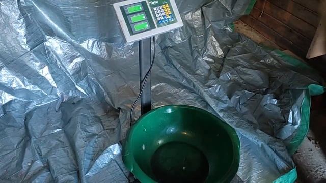 ? О СМЫСЛЕ СКРЕЩИВАНИЯ КАРМАЛА И ДЮРКА ВЫХОД МЯСА ЗА 7 МЕСЯЦЕВ ОТКОРМА смотреть онлайн