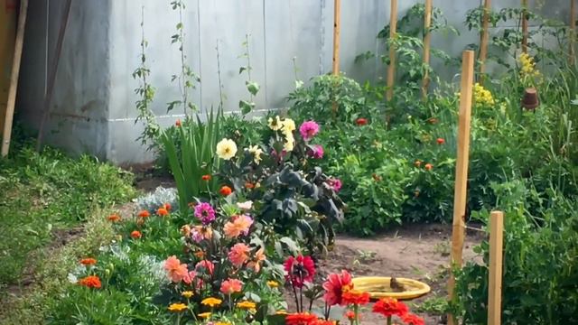 Как быстро сделать поилку-купальню для птичек в саду . Клубника после сбора ягод.