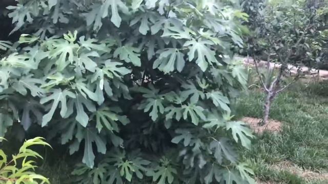 ?А у Вас плодоносит Инжир? смотреть онлайн