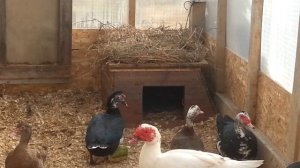 Мускусные утки... подготовка к зиме.