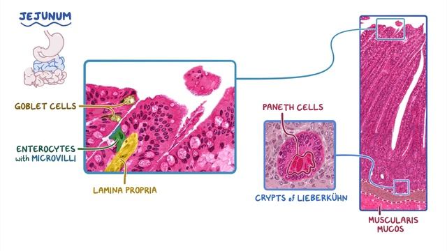 Small intestine_ Histology.mp4 смотреть онлайн