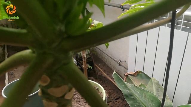 Папайя. Июнь 21 смотреть онлайн