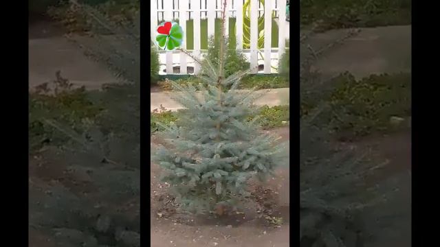 "Живое удобрение" - волшебная органика! смотреть онлайн