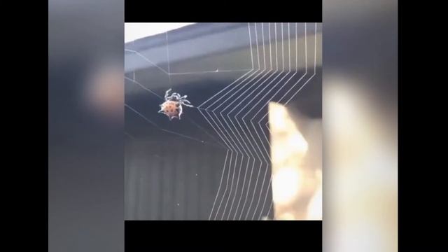 Busy spider build her sweet home смотреть онлайн