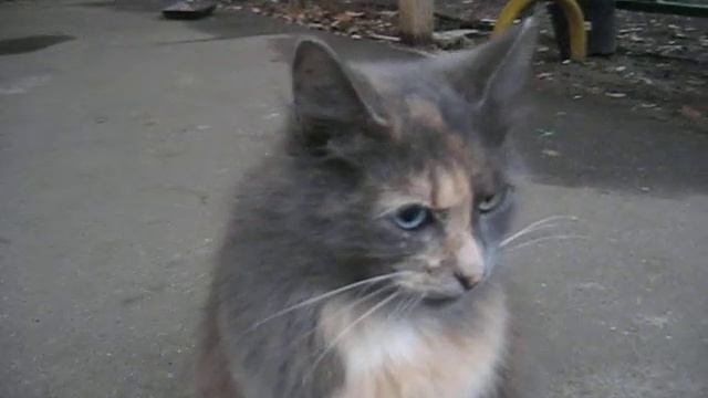 Матильда с разными глазами Cat with beautiful eyes смотреть онлайн