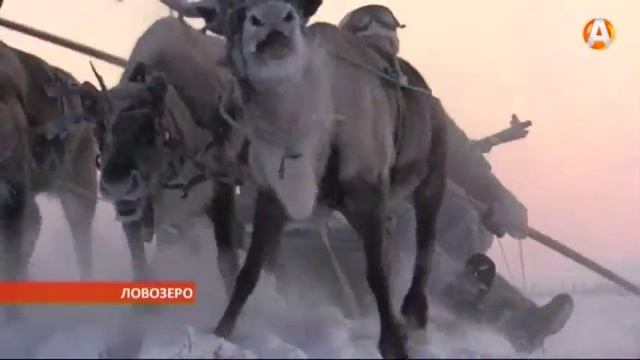 Военнослужащие арктической бригады Северного флота осваивают необычные виды транспорта 01.02.2016 смотреть онлайн