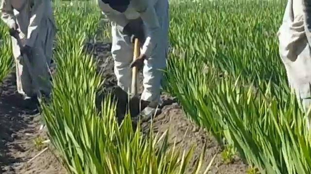 Top of the best gladiolus farming in Pakistan 00923459442750 Zain Ali смотреть онлайн