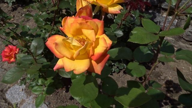 Rosa Var. Red Gold