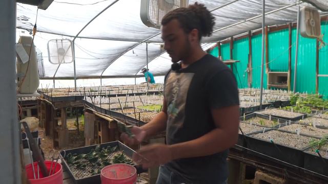 PROPAGATE EUPHORBIA (Carefully) — Ep. 325 смотреть онлайн
